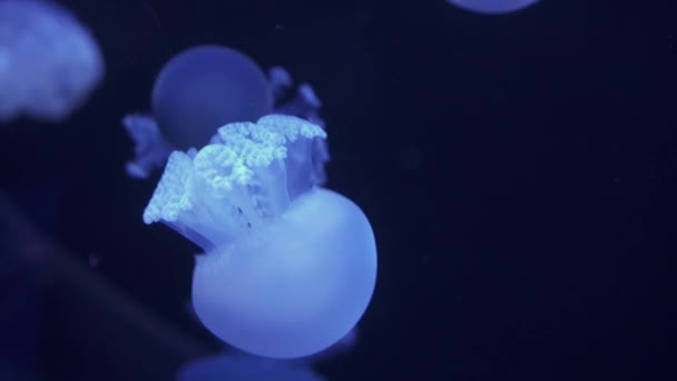 Jellyfish blue blubber swims in dark water. — ストック動画