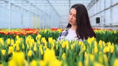 Kadın serada lale topluyor..
