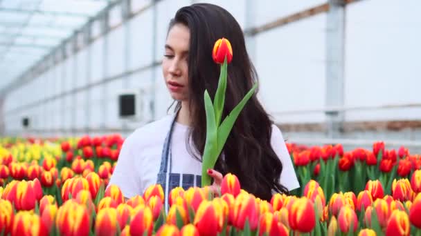 Jonge vrouw werkt met tulpen in een kas. — Stockvideo