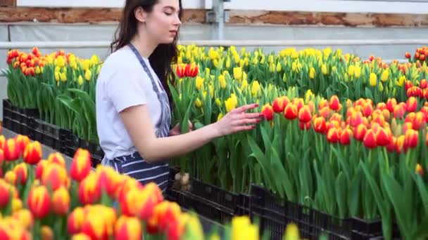 Frau pflückt Tulpen im Gewächshaus. — Stockvideo