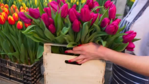 A young woman works in a flower greenhouse. — Stock Video