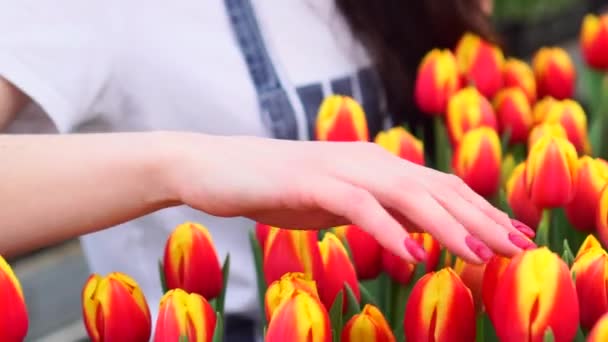 Mujer florista examina tulipanes florecientes . — Vídeos de Stock