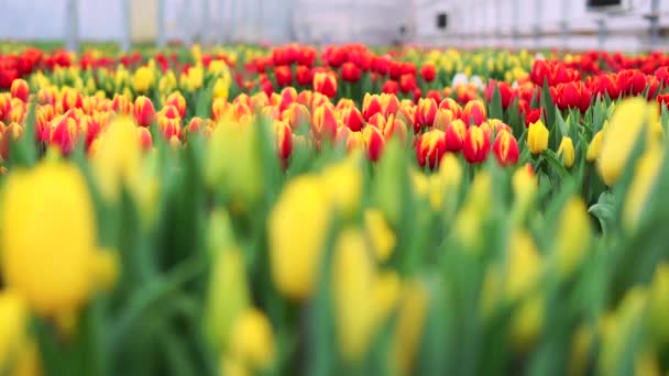 Zicht op de rijen van felgekleurde tulpen. — Stockvideo