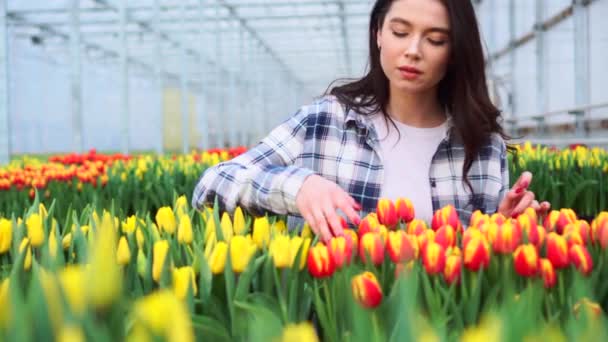 Mujer joven trabaja con tulipanes en un invernadero . — Vídeos de Stock