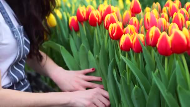 Mujer recoge tulipanes en un invernadero . — Vídeos de Stock