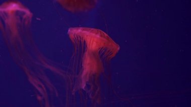 A jellyfish compass is floating in the ocean.