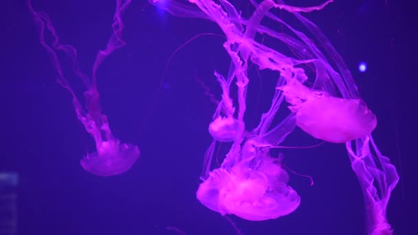 Groupe de méduses roses fluorescentes nageant dans la piscine de l'Aquarium .
