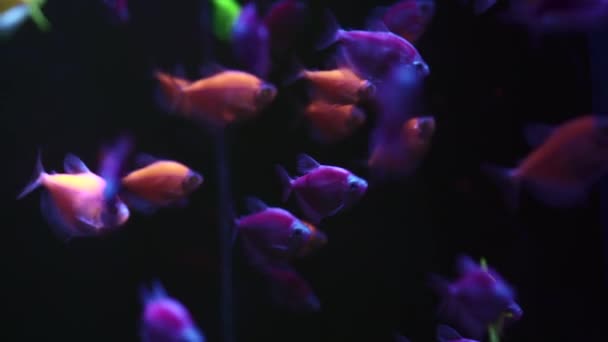 Un groupe de poissons colorés nagent dans l'eau sombre . — Video