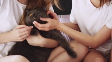 İki genç kadın evde bir kediyle oynuyorlar..