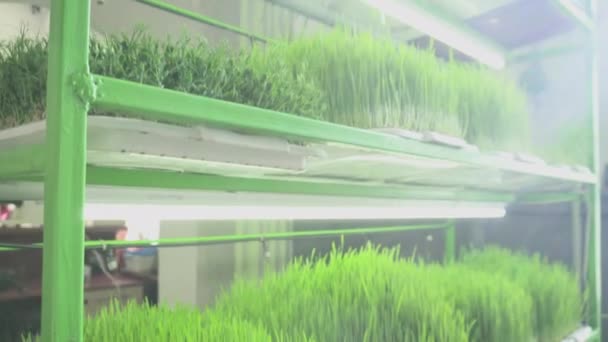 Racks with trays with germinated cereal sprouts. — Stockvideo