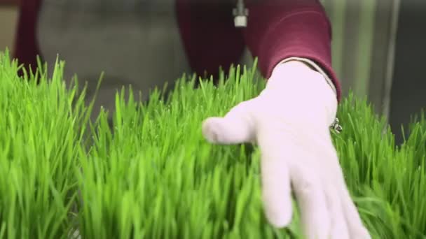 Lab technician runs a hand over wheat sprouts. — Stockvideo