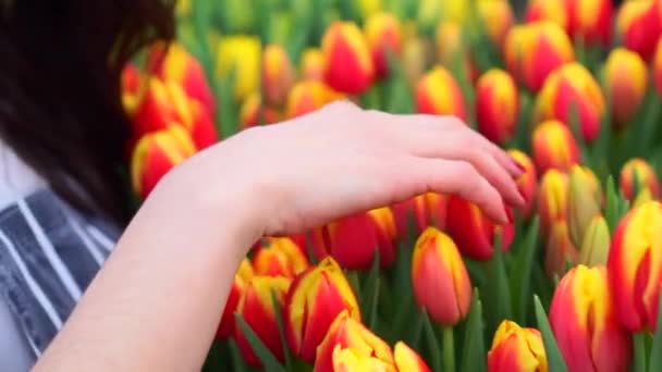 Mujer florista examina tulipanes florecientes . — Vídeos de Stock