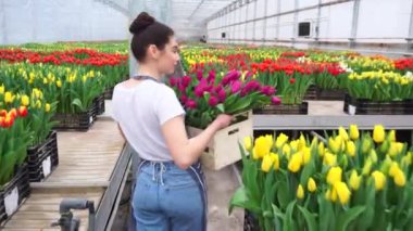 Genç bir kadın bir çiçek serasında çalışıyor..