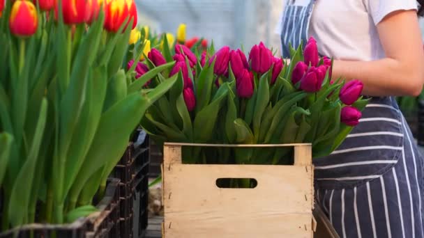 Mulher agricultor pilhas florescendo tulipas . — Vídeo de Stock