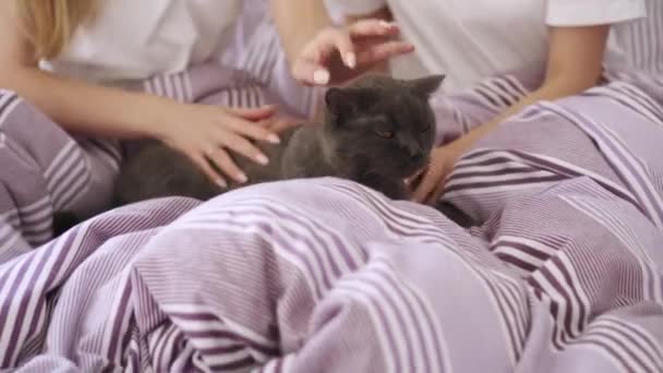 Duas jovens estão brincando com um gato na cama em casa . — Vídeo de Stock