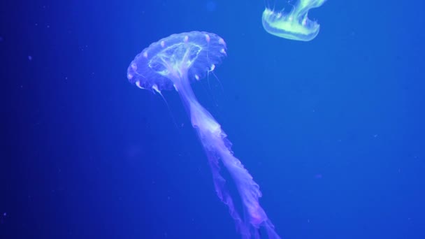 Eine leuchtend gefleckte Qualle schwimmt im blauen Wasser. — Stockvideo