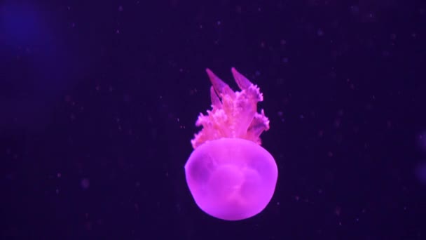 Neon ışığıyla parlayan bir denizanası hızla aşağı yüzer.. — Stok video