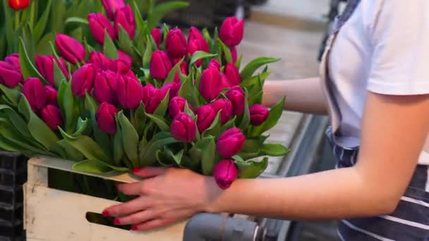 Una joven trabaja en un invernadero de flores . — Vídeos de Stock