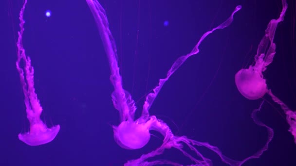 Gruppo di meduse rosa fluorescenti che nuotano nella piscina dell'acquario . — Video Stock