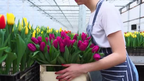 Portret van een jonge vrouw werknemer serres. — Stockvideo