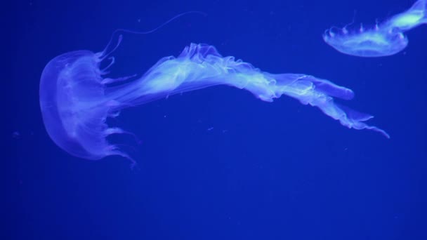 Une méduse tachetée lumineuse flotte en eau bleue . — Video