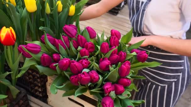 Großaufnahme von Frauenhänden faltet Tulpen. — Stockvideo