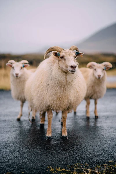 Três cabras islandesas estão na estrada . — Fotografia de Stock