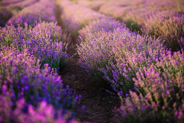 Rijen van struiken van bloeiende lavendel. — Stockfoto