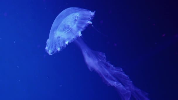 Parlak benekli bir denizanası mavi suda yüzer.. — Stok video
