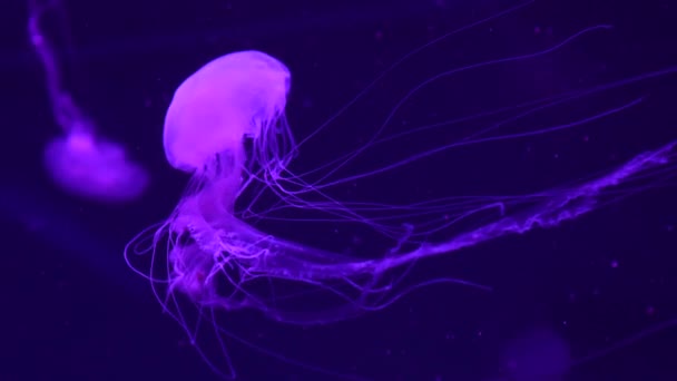 Una medusa viola luminosa nuota nell'acqua . — Video Stock