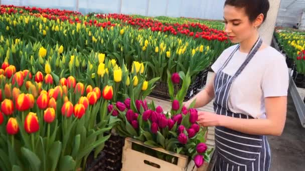 Une femme ramasse des tulipes dans une serre . — Video