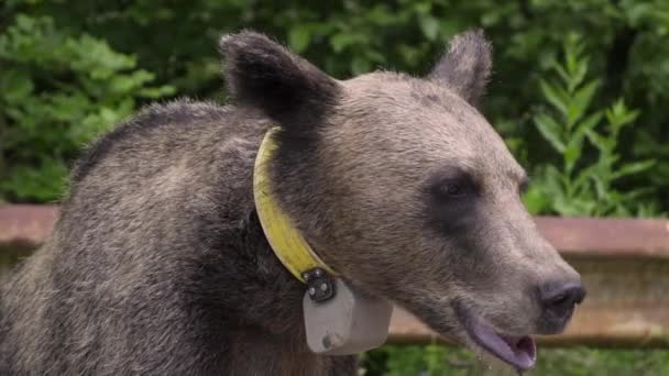 Mladý medvěd hnědý s GPS sledovačem na krku. — Stock video