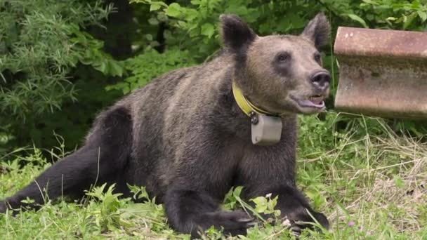 Jovem urso marrom com um rastreador de GPS em seu pescoço . — Vídeo de Stock
