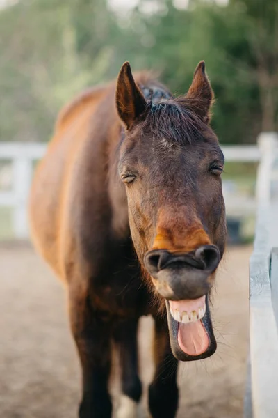 Das Gesicht eines wiehernden Pferdes. — Stockfoto