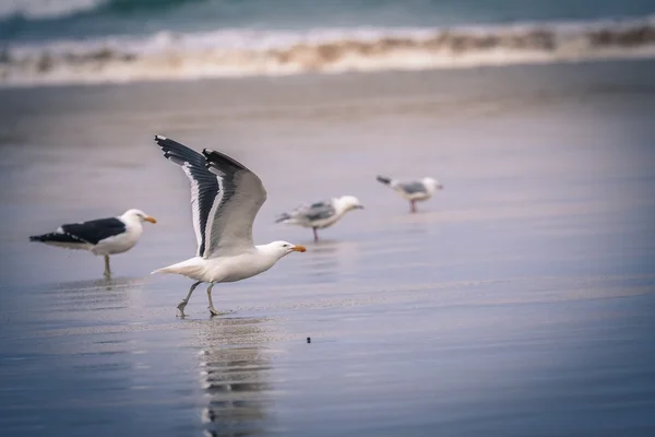 Gaivotas na praia — Fotografia de Stock