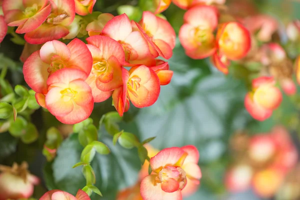 View of the Blooming flowers / background — Stock Photo, Image