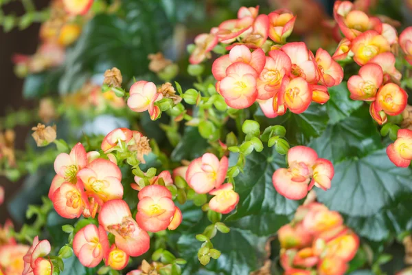 View of the Blooming flowers / background — Stock Photo, Image