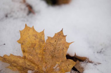 Düşmüş yaprak karda / kış konsepti