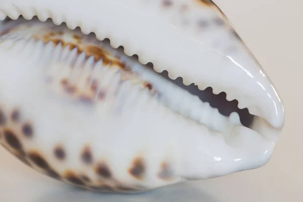 Vista del Seashell / Cowrie —  Fotos de Stock
