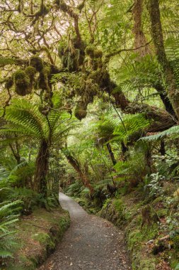 Sisli orman / peyzaj