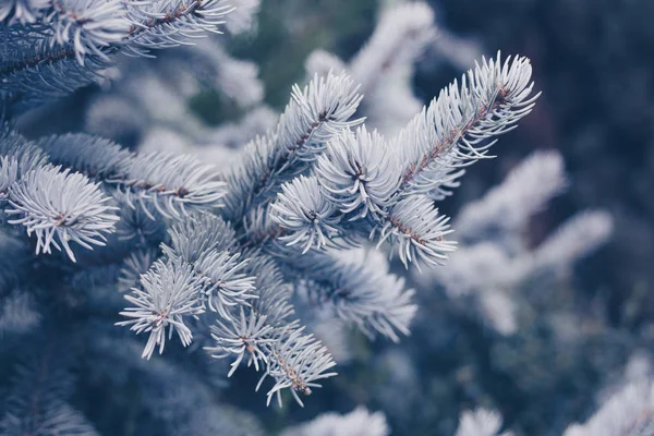 Vista da árvore de Natal de inverno — Fotografia de Stock