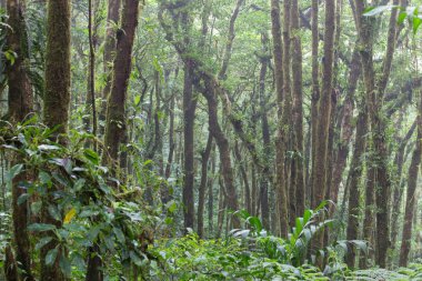 Bulutlu orman / doğa manzara