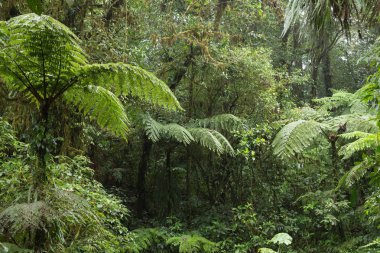vahşi orman manzarası