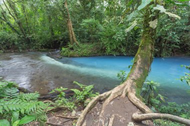 Ormanın mavi nehir / peyzaj