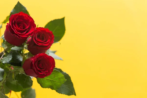 Occasional Beautiful Red Roses Yellow Background Place Dedications Wishes — Stock Photo, Image