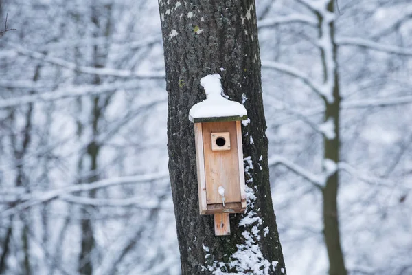 bird feeder helping to survive the winter