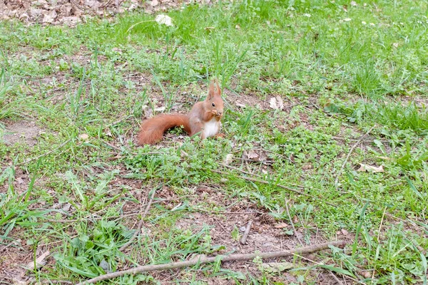 春天公园里的红松鼠 — 图库照片