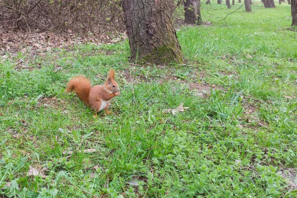 Rode Eekhoorn Park Voorjaarsbijeenkomst — Stockfoto