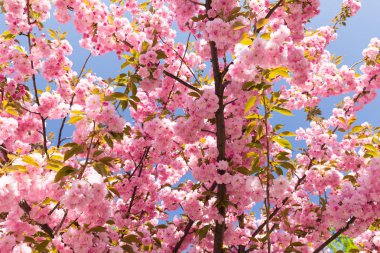 Gelişen kiraz ağacının görünümü