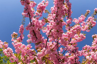 Gelişen kiraz ağacının görünümü
